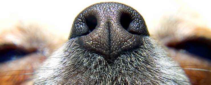 dog-nose-top